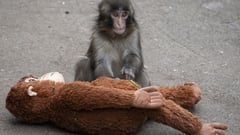 Americans nabbed over zoo stunt
