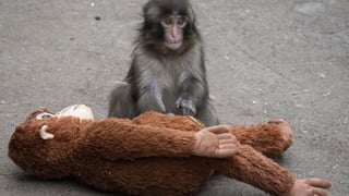 Americans nabbed over zoo stunt