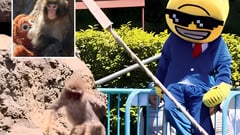 Japan arrests Americans over stunt at baby monkey Punch's zoo