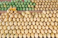 PHLPost, DTI deliver Guimaras mangoes