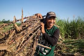 Imee calls for SRA, Sugar Board revamp amid price drop