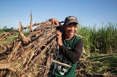 Imee calls for SRA, Sugar Board revamp amid price drop