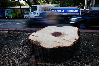 Expressway construction triggers trees removal along Quirino Avenue