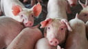 Bukidnon keeps ban on live pigs, pork products