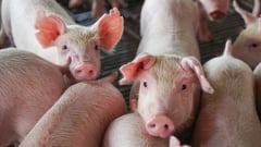 Bukidnon keeps ban on live pigs, pork products