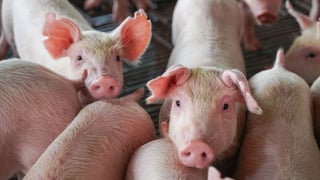 Bukidnon keeps ban on live pigs, pork products