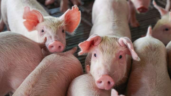 Bukidnon keeps ban on live pigs, pork products