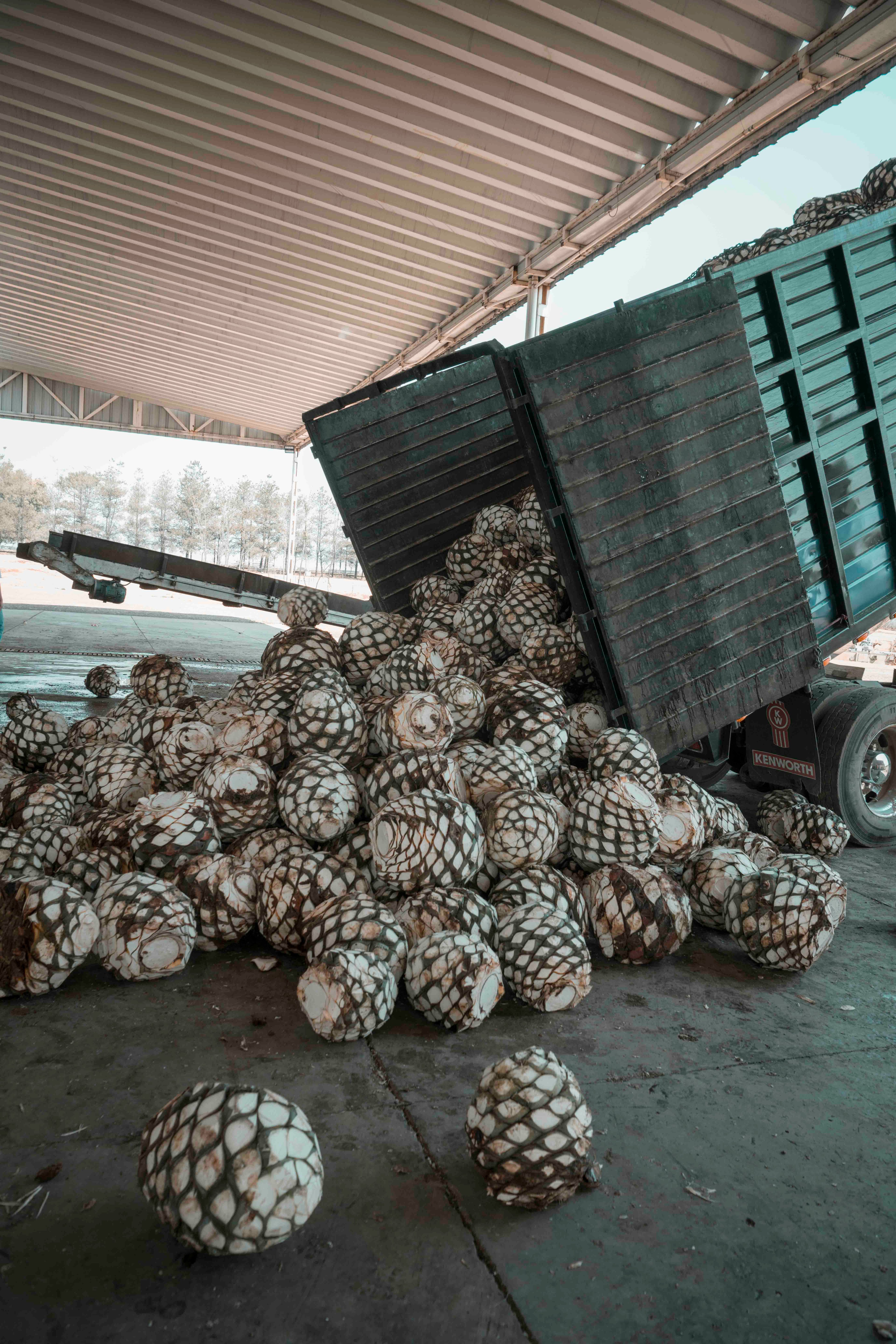 AGAVE harvest from Jalisco.