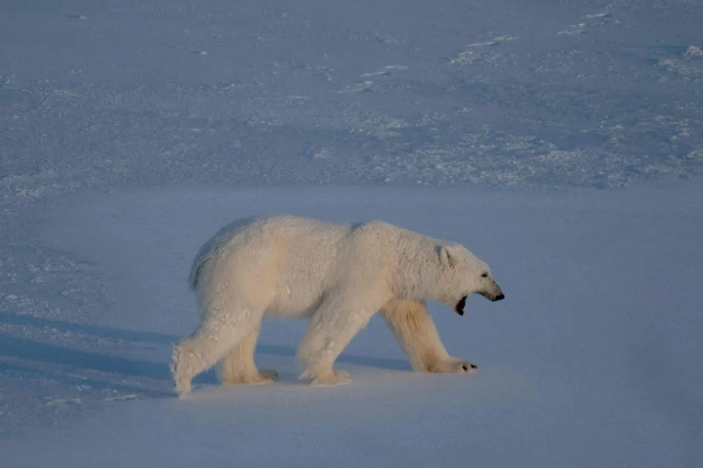 First case of bird flu in polar bear reported