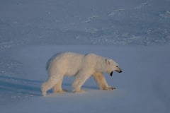 First case of bird flu in polar bear reported