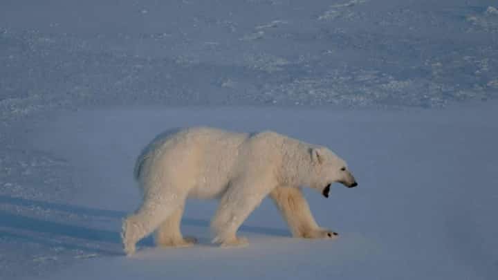 First case of bird flu in polar bear reported