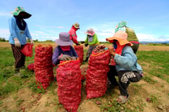 DA holds successful Onion Stakeholders Meeting in Pampanga