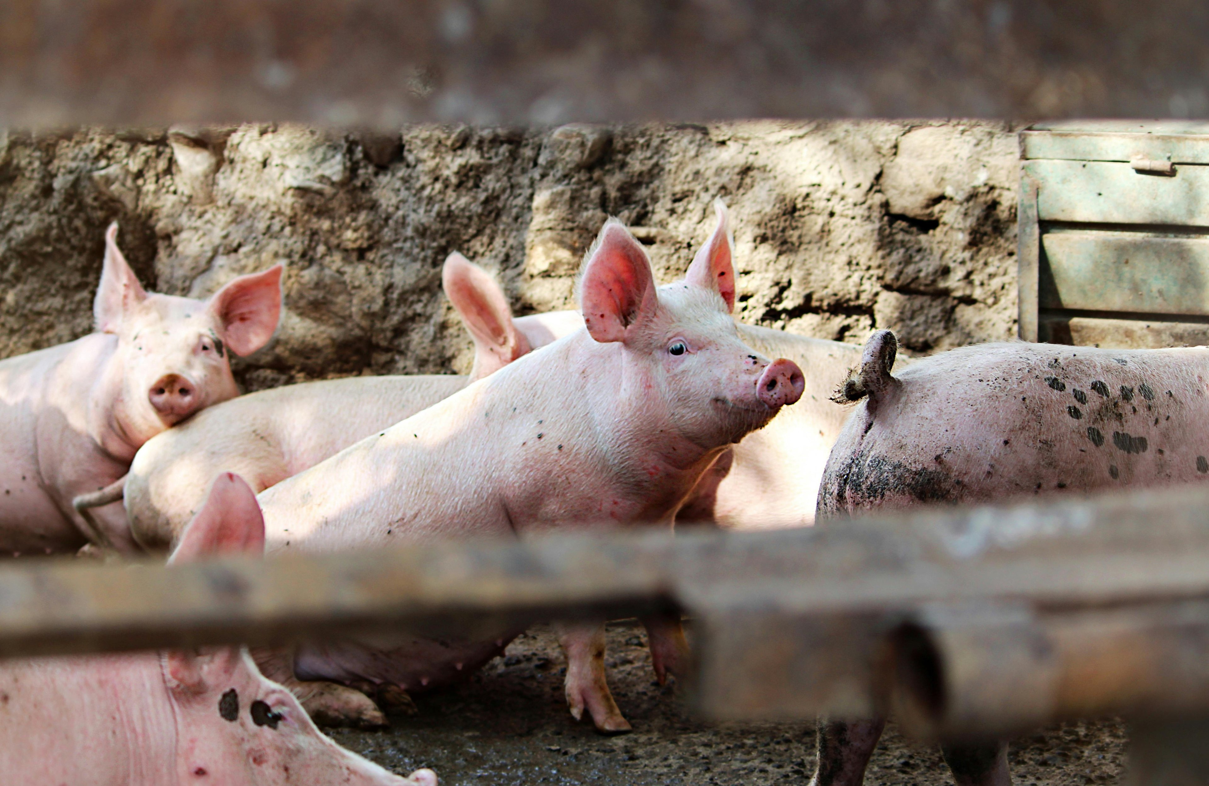 Marcos signs EO increasing pork supply volume
