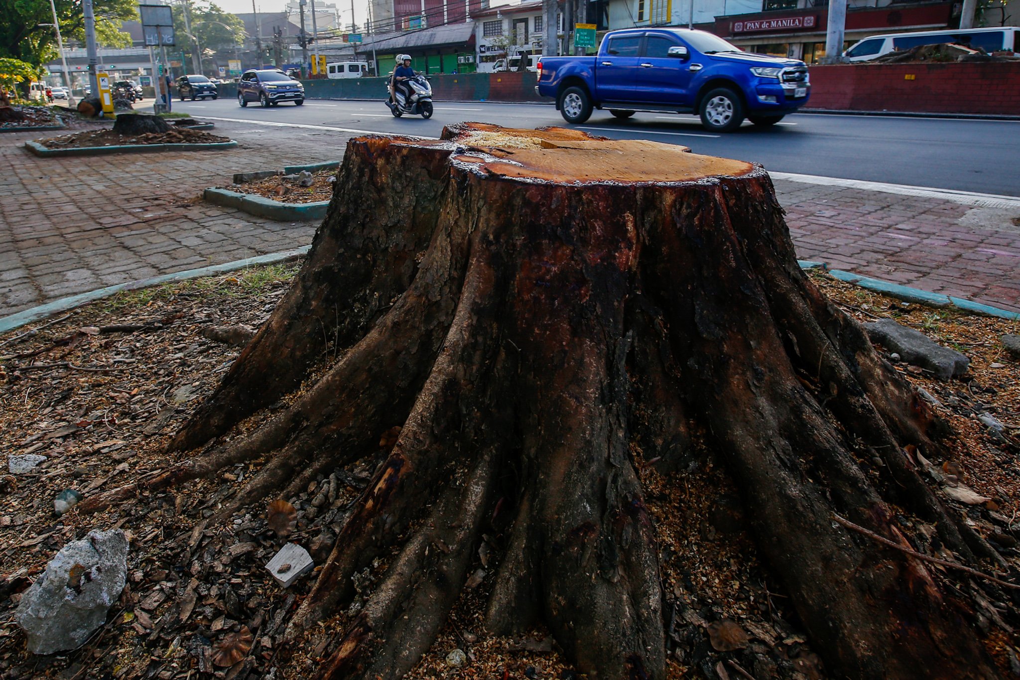 Critics slam Quirino Avenue tree removal