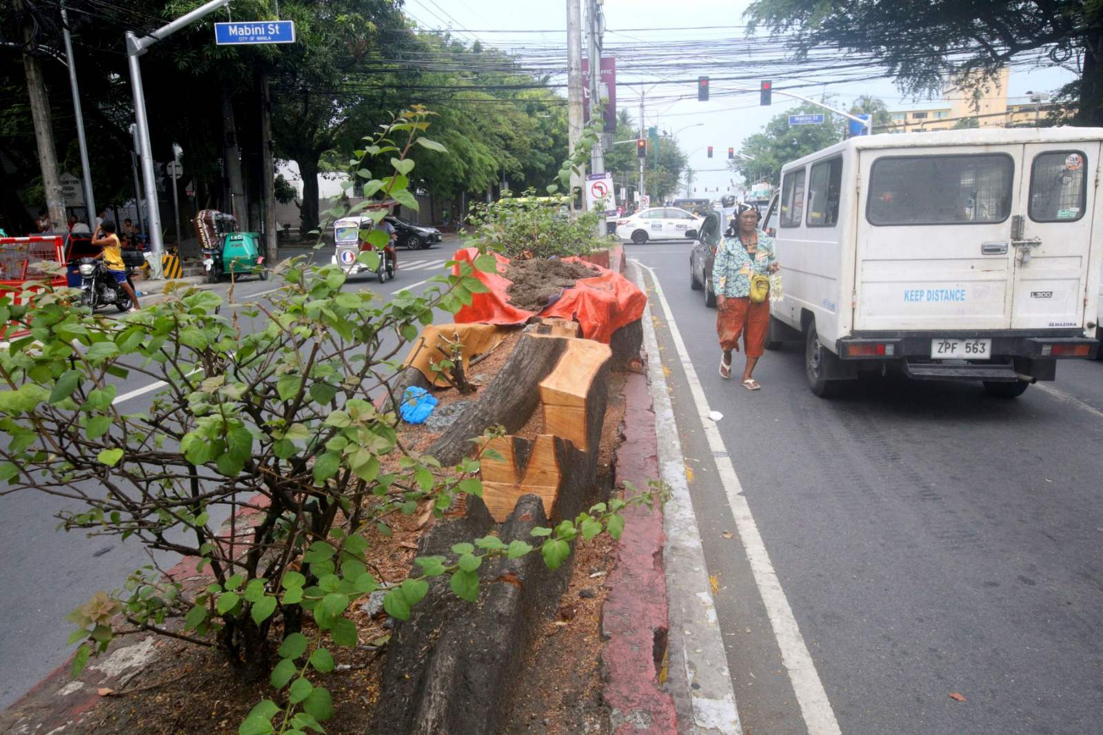 Stop SMC’s mass slaughter of trees
