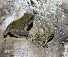 Vulnerable Biak-na-Bato limestone frog recorded in Bulacan