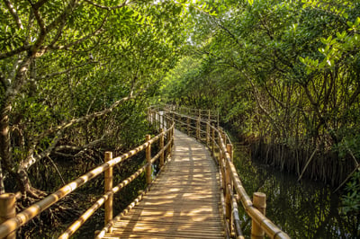 Bamboo walkway for a fragile mangrove