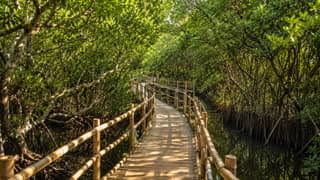 A BAMBOO walkway design for a mangrove area.