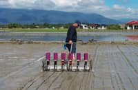 Palay is poured into dispensers which efficiently release seeds while it is pulled