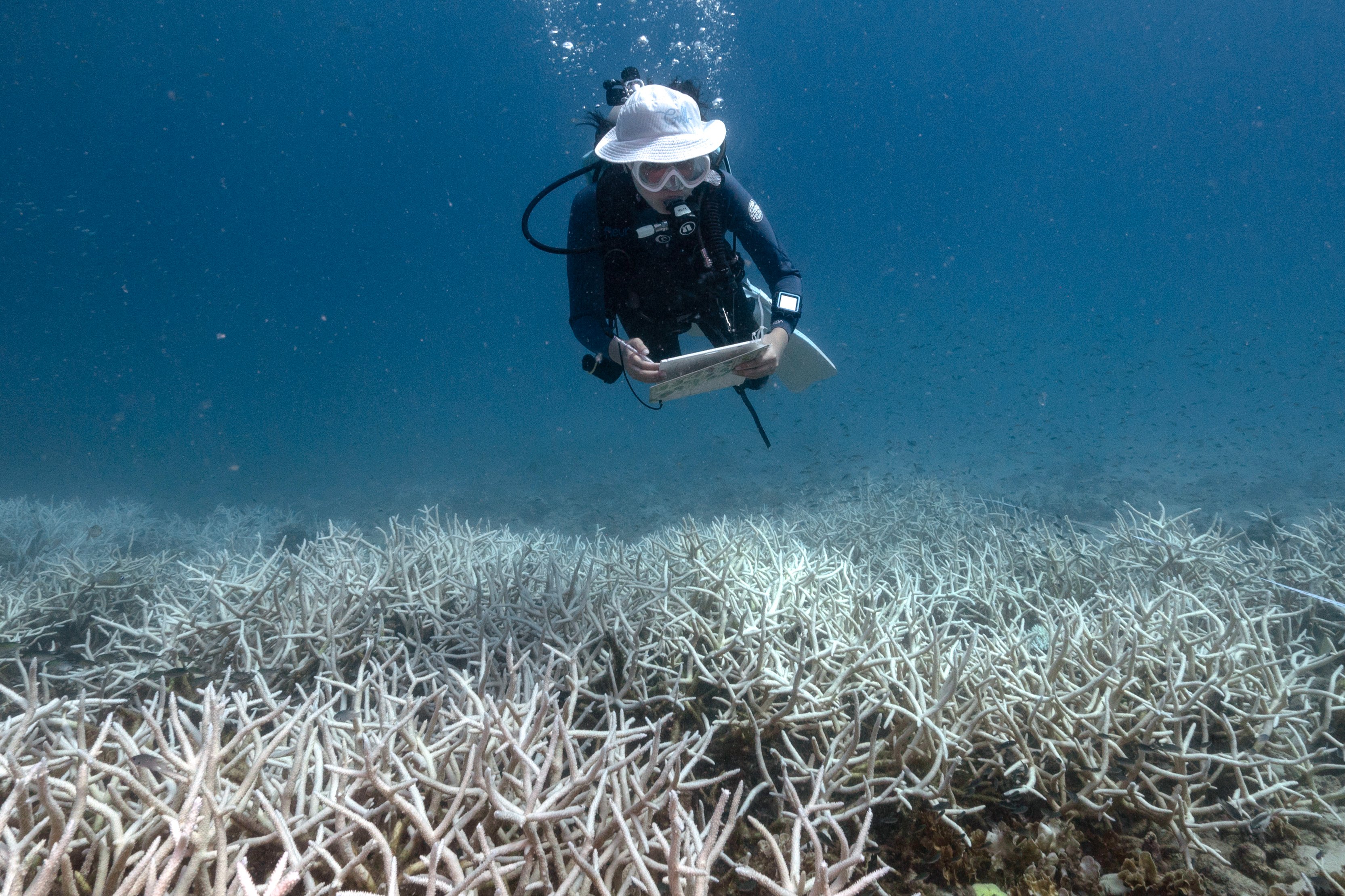 Algae nourishes corals