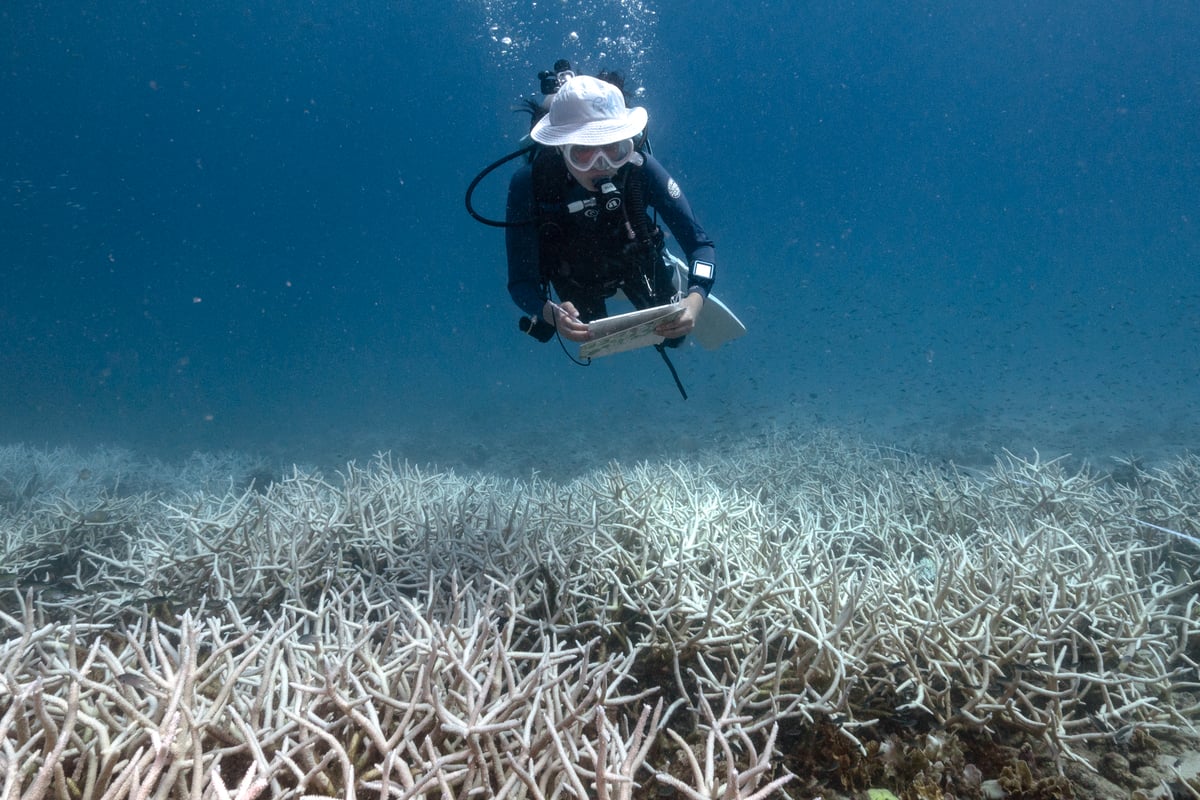 Algae nourishes corals