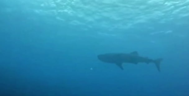 Libertad, Antique LGU studies whale-watching tourism 