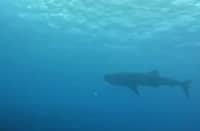Whale sighting in Antique.