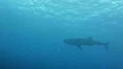 Whale sighting in Antique.
