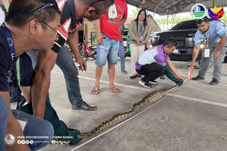 Reticulated python rescued in Koronadal