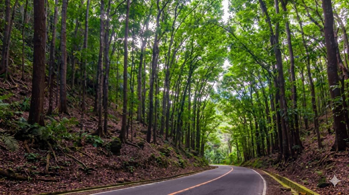 Bilar Man-Made Forest