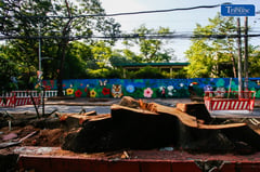 DENR halts tree-cutting operations along Quirino Ave. for further study