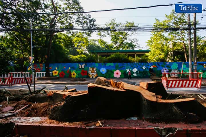 DENR halts tree-cutting operations along Quirino Ave. for further study