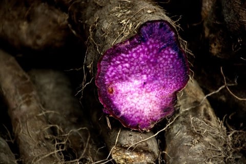New propagation techniques aim to boost Bohol ube production