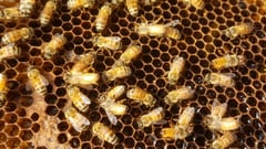 Honey: real vs fake