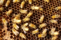BEES working on a honeycomb.