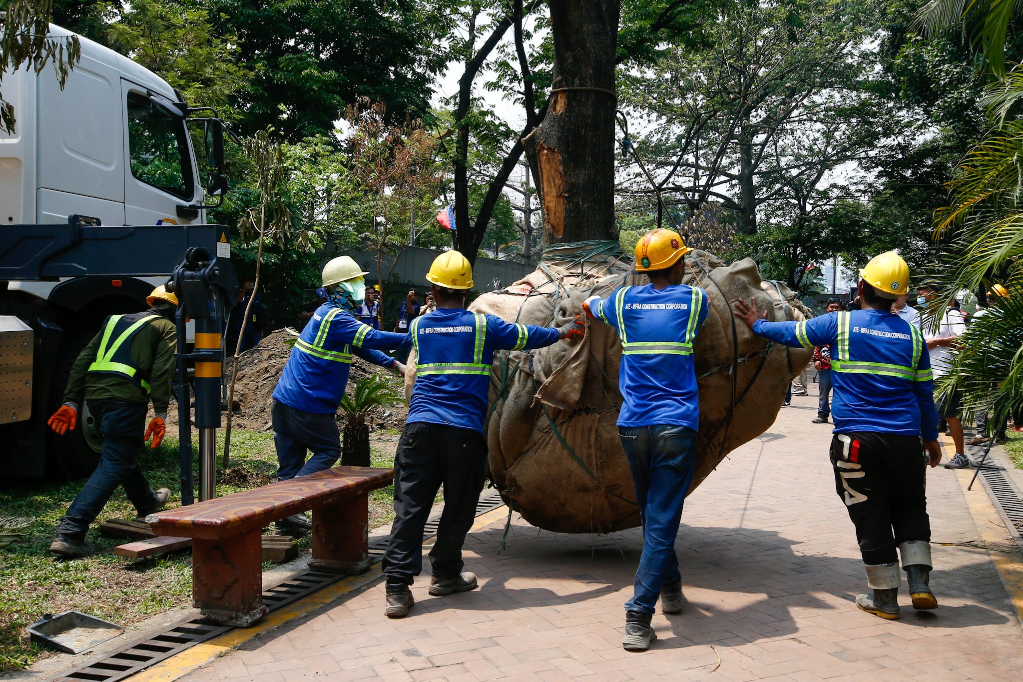 DENR transplants two earth-balled trees