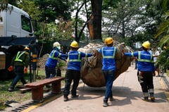 DENR transplants two earth-balled trees
