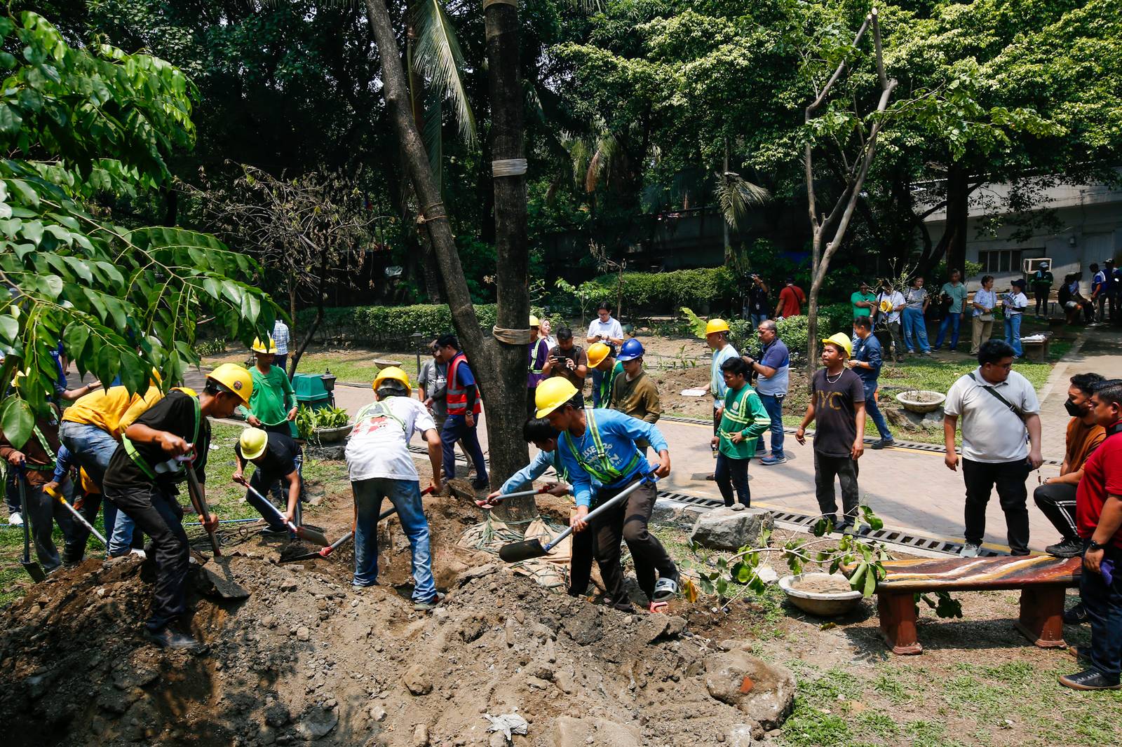 Workers from the Department of Environment and Natural Resources (DENR) transplant two Narra trees at the Hidden Garden in Manila on 28 May 2026. The trees were earthballed from Quirino Avenue to make way for a segment of San Miguel Corporation's 40.6-kilometer Southern Access Link Expressway (SALEx) project. DENR Secretary Juan Miguel Cuna ordered a suspension of the tree-cutting and earthballing activities following intense protests from environmental groups.