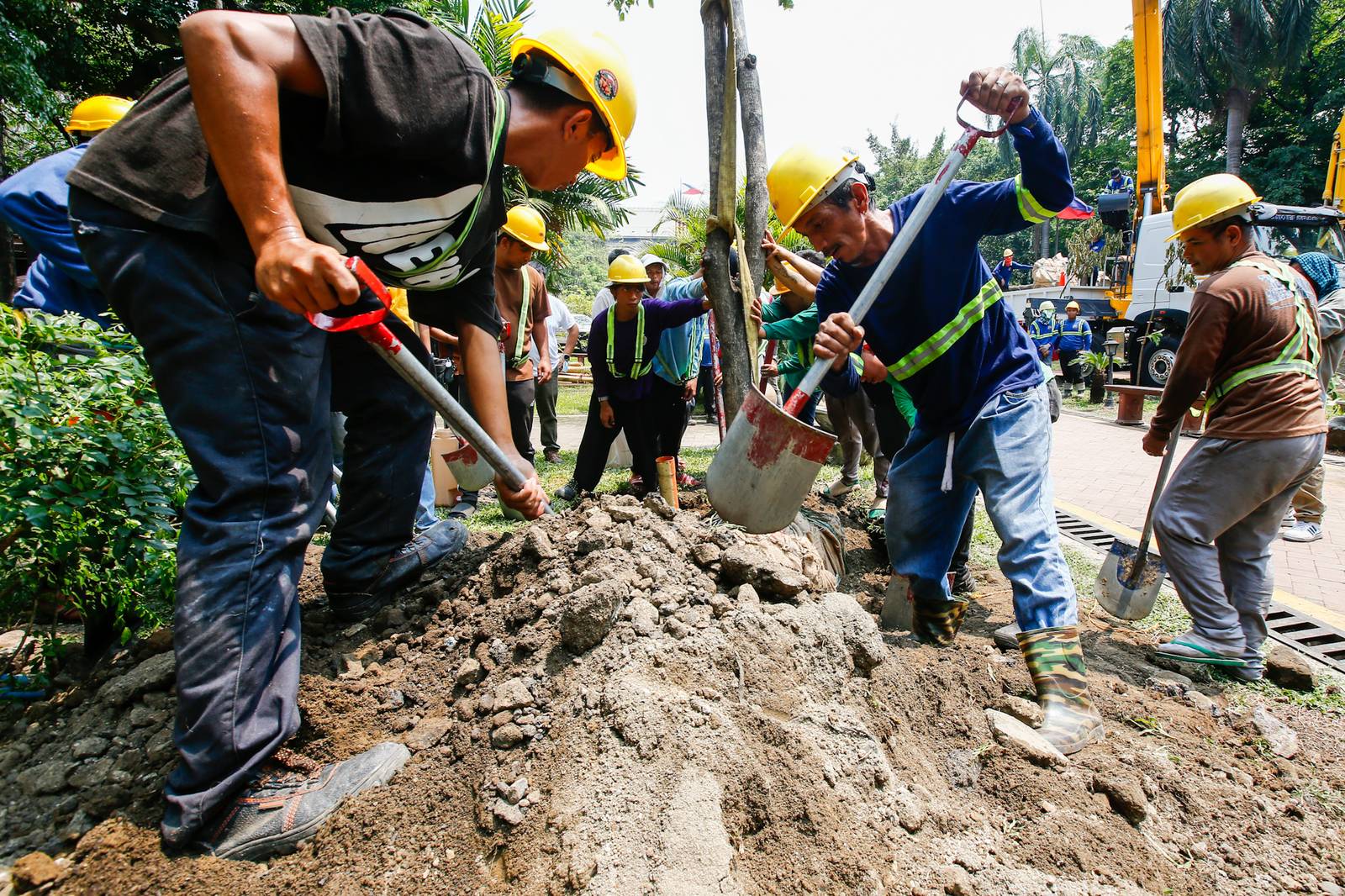 Workers from the Department of Environment and Natural Resources (DENR) transplant two Narra trees at the Hidden Garden in Manila on 28 May 2026. The trees were earthballed from Quirino Avenue to make way for a segment of San Miguel Corporation's 40.6-kilometer Southern Access Link Expressway (SALEx) project. DENR Secretary Juan Miguel Cuna ordered a suspension of the tree-cutting and earthballing activities following intense protests from environmental groups.