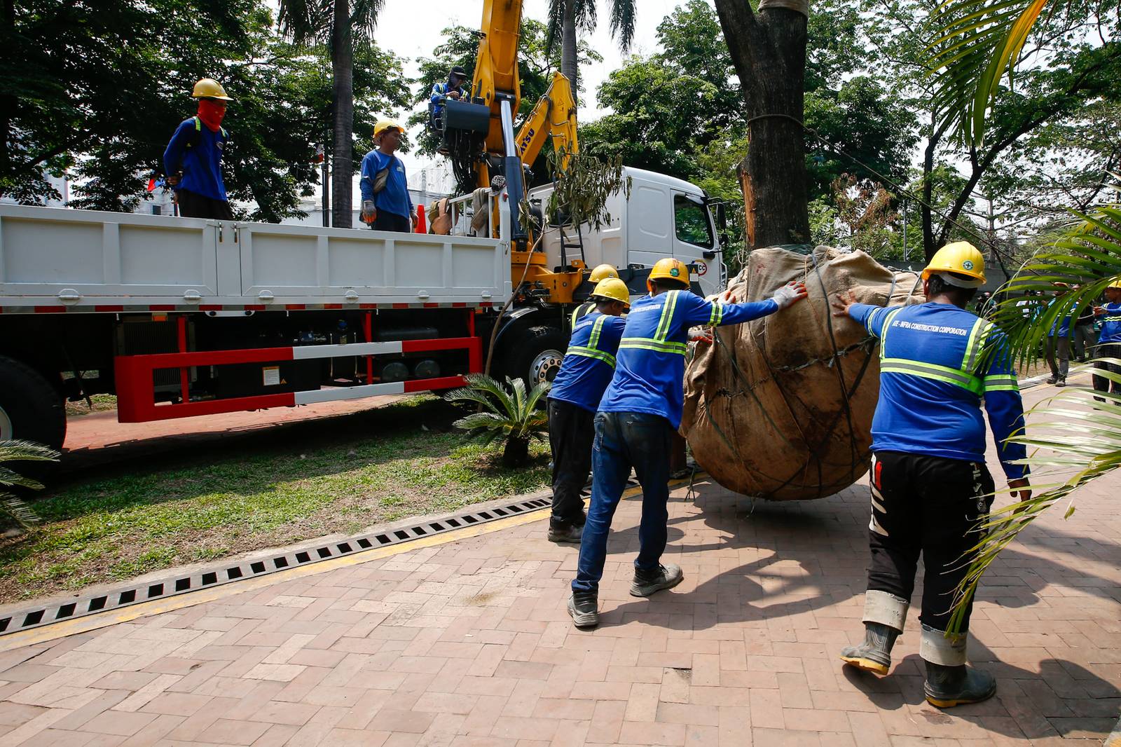 Workers from the Department of Environment and Natural Resources (DENR) transplant two Narra trees at the Hidden Garden in Manila on 28 May 2026. The trees were earthballed from Quirino Avenue to make way for a segment of San Miguel Corporation's 40.6-kilometer Southern Access Link Expressway (SALEx) project. DENR Secretary Juan Miguel Cuna ordered a suspension of the tree-cutting and earthballing activities following intense protests from environmental groups.