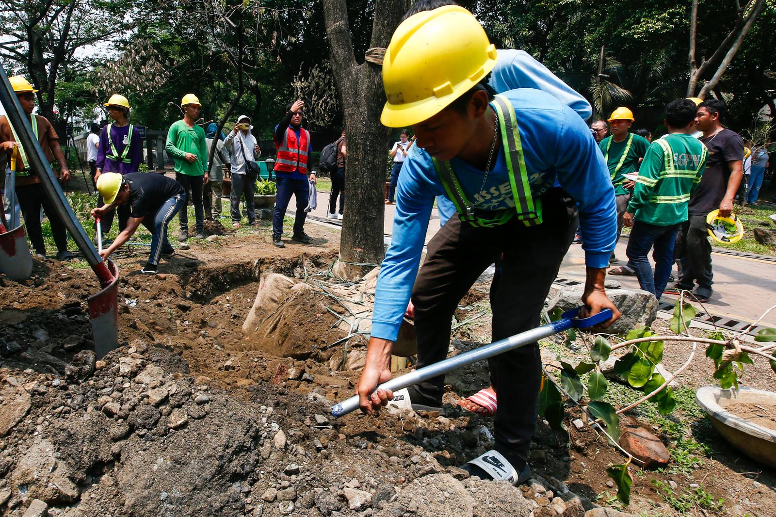 Workers from the Department of Environment and Natural Resources (DENR) transplant two Narra trees at the Hidden Garden in Manila on 28 May 2026. The trees were earthballed from Quirino Avenue to make way for a segment of San Miguel Corporation's 40.6-kilometer Southern Access Link Expressway (SALEx) project. DENR Secretary Juan Miguel Cuna ordered a suspension of the tree-cutting and earthballing activities following intense protests from environmental groups.