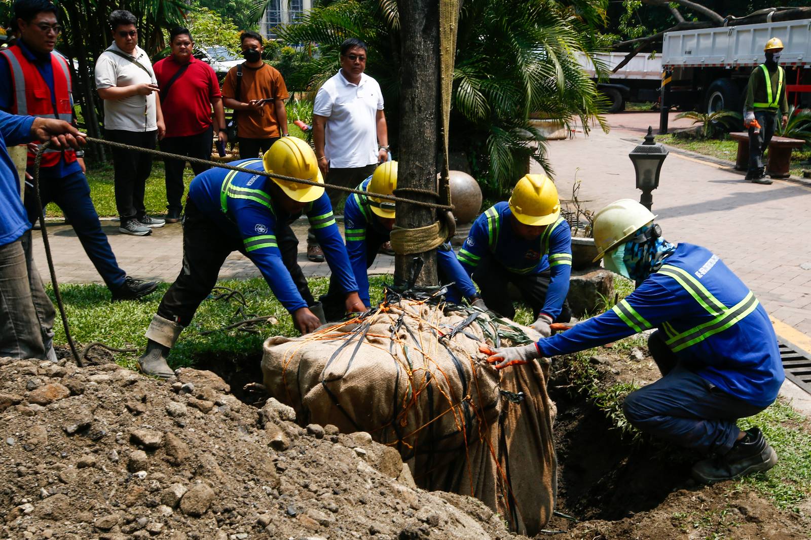 Workers from the Department of Environment and Natural Resources (DENR) transplant two Narra trees at the Hidden Garden in Manila on 28 May 2026. The trees were earthballed from Quirino Avenue to make way for a segment of San Miguel Corporation's 40.6-kilometer Southern Access Link Expressway (SALEx) project. DENR Secretary Juan Miguel Cuna ordered a suspension of the tree-cutting and earthballing activities following intense protests from environmental groups.