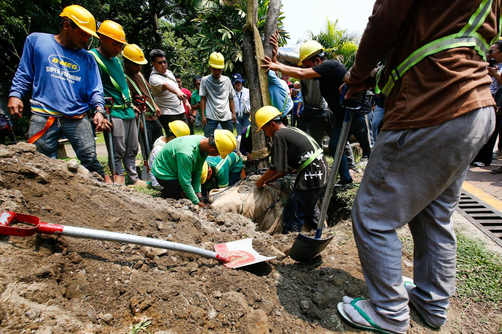 Workers from the Department of Environment and Natural Resources (DENR) transplant two Narra trees at the Hidden Garden in Manila on 28 May 2026. The trees were earthballed from Quirino Avenue to make way for a segment of San Miguel Corporation's 40.6-kilometer Southern Access Link Expressway (SALEx) project. DENR Secretary Juan Miguel Cuna ordered a suspension of the tree-cutting and earthballing activities following intense protests from environmental groups.