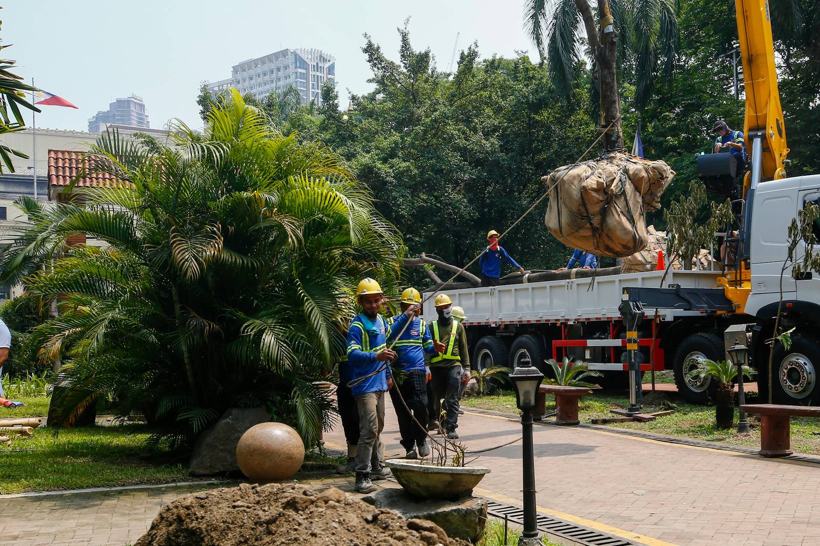 Workers from the Department of Environment and Natural Resources (DENR) transplant two Narra trees at the Hidden Garden in Manila on 28 May 2026. The trees were earthballed from Quirino Avenue to make way for a segment of San Miguel Corporation's 40.6-kilometer Southern Access Link Expressway (SALEx) project. DENR Secretary Juan Miguel Cuna ordered a suspension of the tree-cutting and earthballing activities following intense protests from environmental groups.