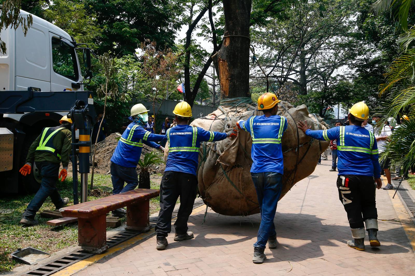 Workers from the Department of Environment and Natural Resources (DENR) transplant two Narra trees at the Hidden Garden in Manila on 28 May 2026. The trees were earthballed from Quirino Avenue to make way for a segment of San Miguel Corporation's 40.6-kilometer Southern Access Link Expressway (SALEx) project. DENR Secretary Juan Miguel Cuna ordered a suspension of the tree-cutting and earthballing activities following intense protests from environmental groups.
