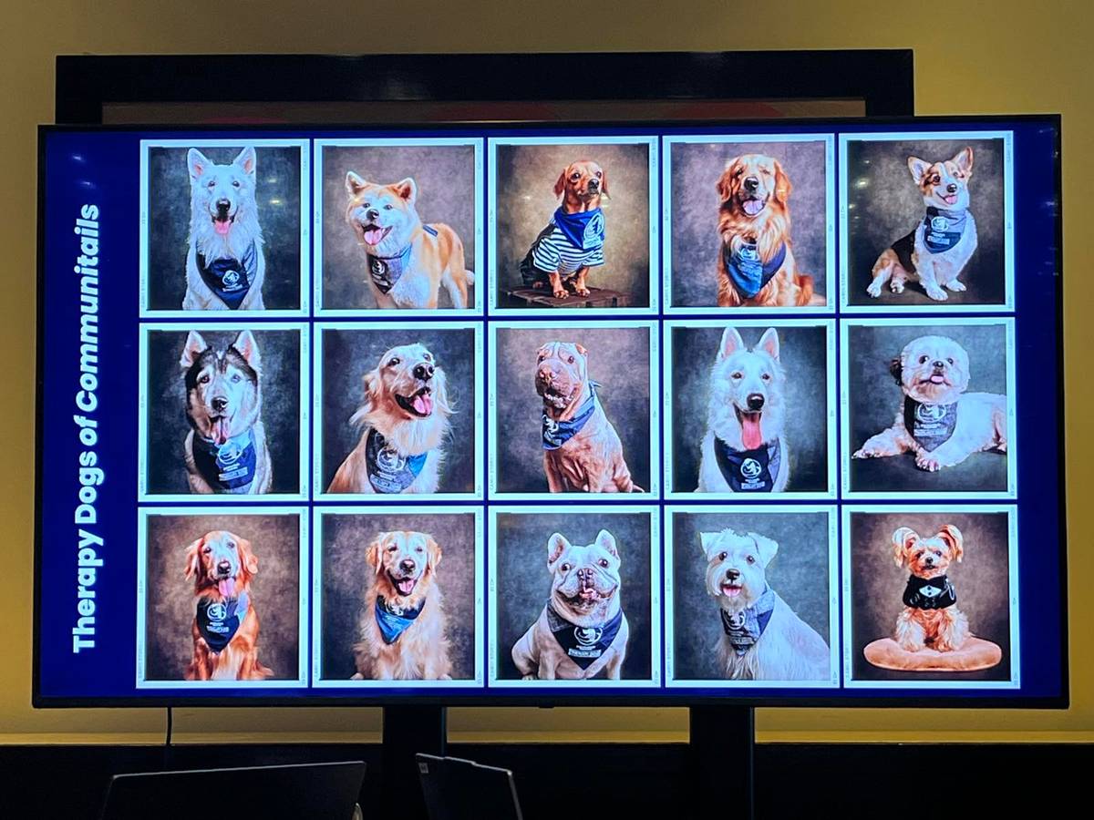 Current therapy dogs of Communitails Inc. composed of differend breeds