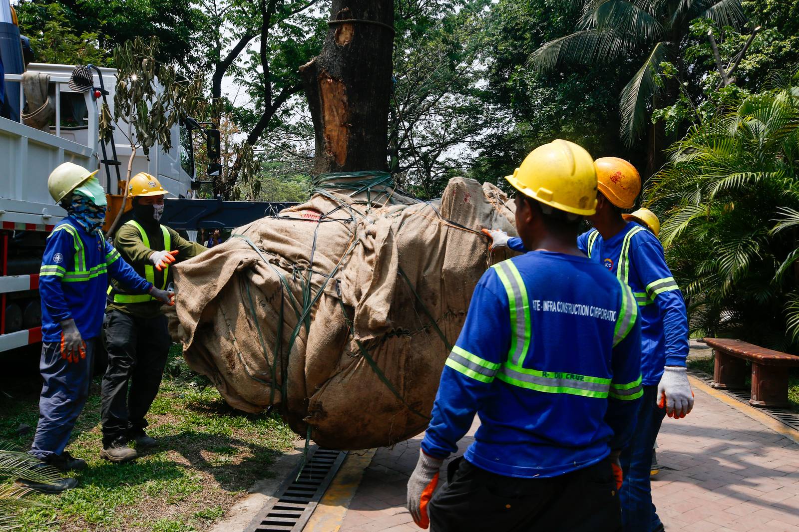 Workers from the Department of Environment and Natural Resources (DENR) transplant two Narra trees at the Hidden Garden in Manila on 28 May 2026. The trees were earthballed from Quirino Avenue to make way for a segment of San Miguel Corporation's 40.6-kilometer Southern Access Link Expressway (SALEx) project. DENR Secretary Juan Miguel Cuna ordered a suspension of the tree-cutting and earthballing activities following intense protests from environmental groups.