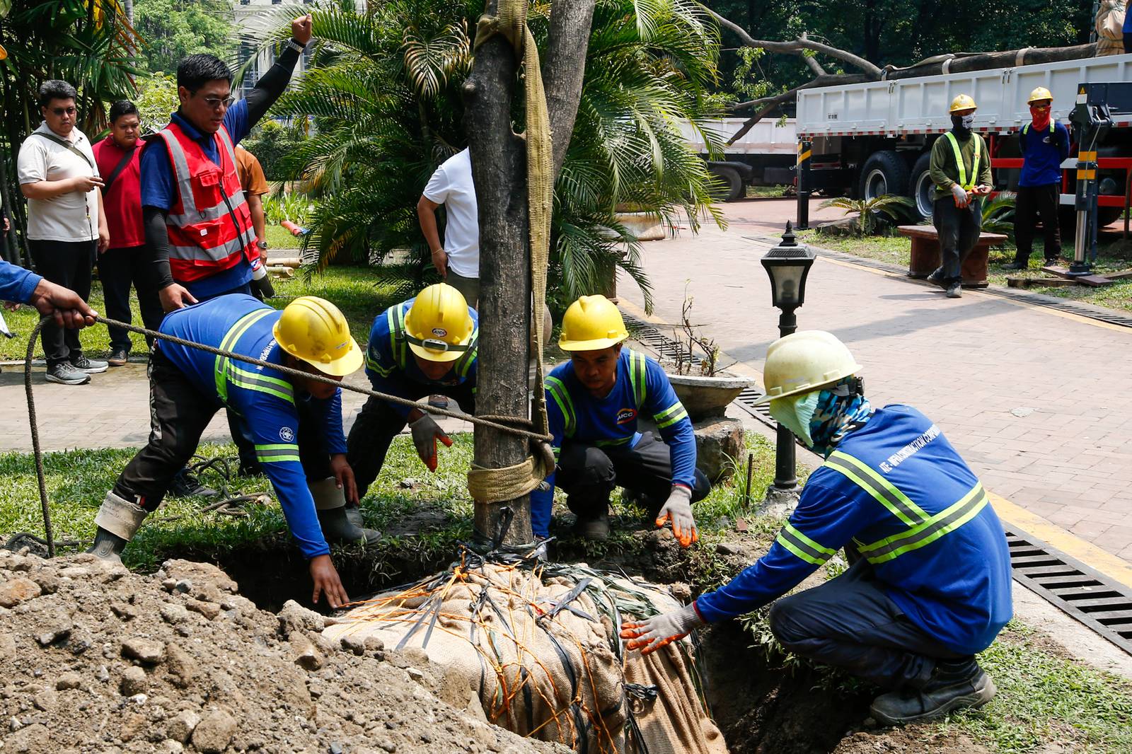 Workers from the Department of Environment and Natural Resources (DENR) transplant two Narra trees at the Hidden Garden in Manila on 28 May 2026. The trees were earthballed from Quirino Avenue to make way for a segment of San Miguel Corporation's 40.6-kilometer Southern Access Link Expressway (SALEx) project. DENR Secretary Juan Miguel Cuna ordered a suspension of the tree-cutting and earthballing activities following intense protests from environmental groups.