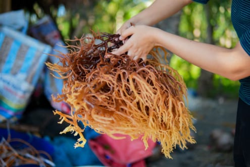 SEAFDEC distributes 2.16 tons of seaweed seedlings to Iloilo farmers