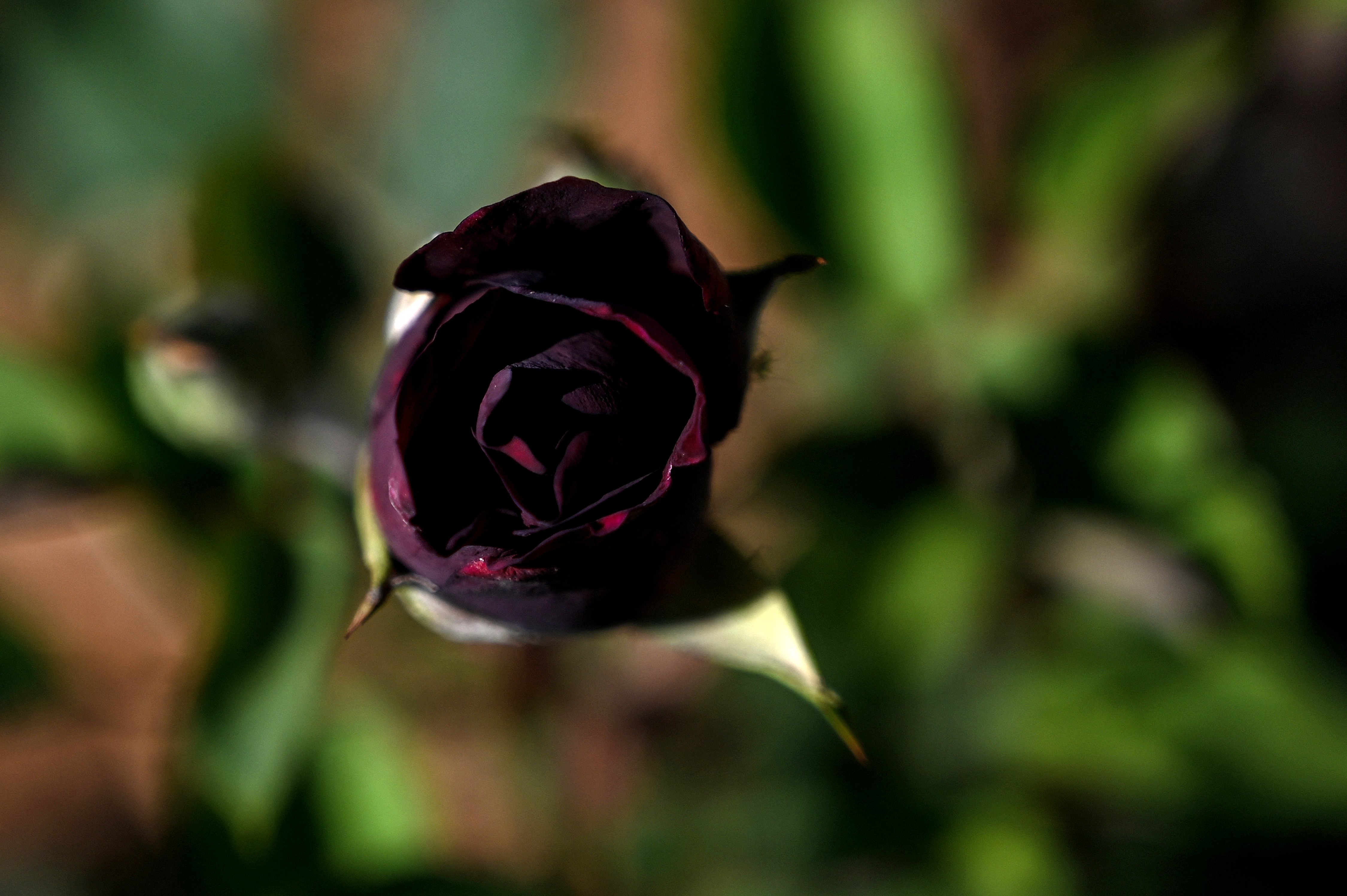 Turkey’s famed ‘black roses’ are not truly black, experts say